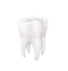 Human Tooth Isolated 3d Model Of White Single