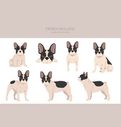 French Bulldogs In Different Poses Adult