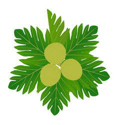 Ripe Breadfruit With Leaves