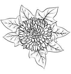 Chrysanthemum Flower And Ivy Line Art