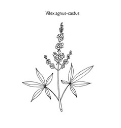 Vitex Agnus-castus Hand Drawn