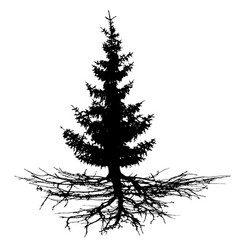 Conifer Tree With Roots Silhouette Wood Christmas