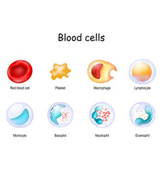 Blood Cell And Cells Of The Immune System