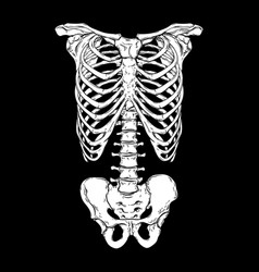 Human Ribcage Print Design For T-shirt