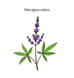 Vitex Agnus-castus Hand Drawn