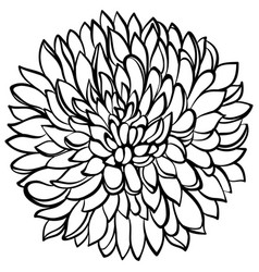 Chrysanthemum Flower Line Art