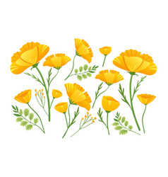 Yellow Flowers Of Echscholtzia California Poppy