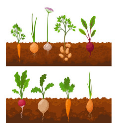 Vegetables Growing In The Ground Plants Showing