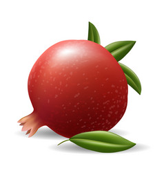 Realistic Pomegranate Isolated