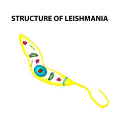 Structure Of Leishmania