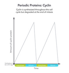 Periodic Protein Cyclin Science Infographic