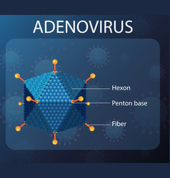 Adenovirus Structure Diagram On Virus Icon