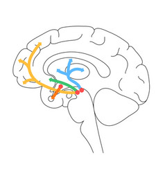 Dopamine Pathway Concept