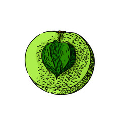 Green Amla Sketch Hand Drawn