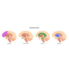 Dopamine Pathway Concept