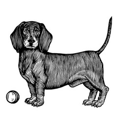 Dachshund A Dog With A Ball