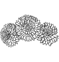 Three Chrysanthemum Flowers Line Art