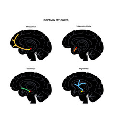 Dopamine Pathway Concept