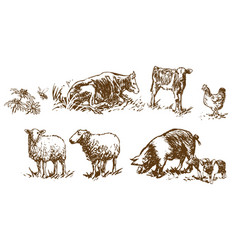Sheep - set of farm animals Royalty Free Vector Image
