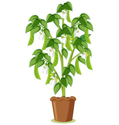 Green Pea Tree Or Pea Plant In A Pot In Cartoon