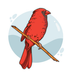 Hand Drawn Cardinal Bird