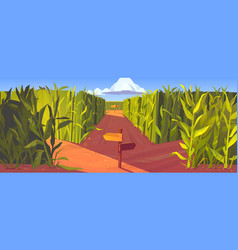 Cornfield With Wooden Road Pointers Plant Stems