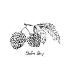 Hand Drawn Of Balloon Berries On White Background