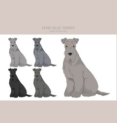 Kerry Blue Terrier Clipart Different Poses Coat