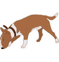 Brown Bull Terrier Dog Is Following Trail