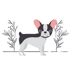 Cute Boston Terrier Dog On White Background