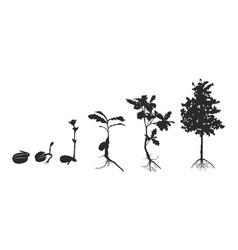 Life Cycle Of Oak Tree Silhouette