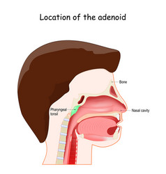 Adenoid Location Lymphatic System