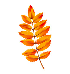 Realistic Autumn Leaf Fall Orange Wood Foliage