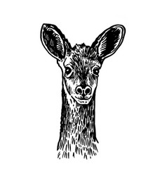 Graphical Of Roe Deer On White