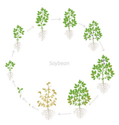 Round Growth Stages Soybean Plant With Roots