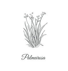 Palmarosa Sketch Hand Drawing