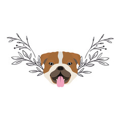 Head Cute Bulldog Ingles Dog On White