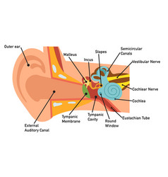 Ear Anatomy Diagram