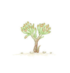 Hand Drawn Sketch Crassula Ovata Succulents Pl