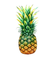 Watercolor Hand Drawn Of Isolated Pineapple Fruit