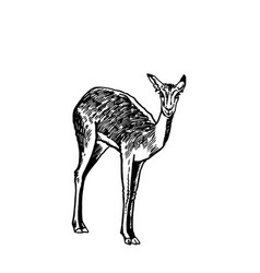 Graphical Of Roe Deer On White