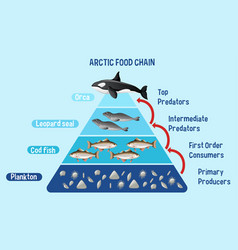 Arctic food chain pyramid Royalty Free Vector Image