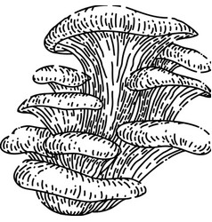 Pleurotus Mushroom Sketch Hand Drawn