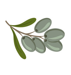 Green Olive Branch With Leaves And Fruits