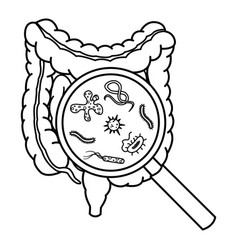 Intestinal Bacteria In A Magnifying Glass