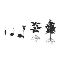 Life Cycle Of Oak Tree Silhouette V02