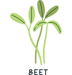 Beet Sprouts Microgreen