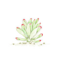 Hand Drawn Sketch Crassula Ovata Succulents Pla