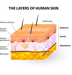 Melanocyte And Melanin