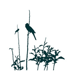 Songbirds On Wild Vegetation Silhouette